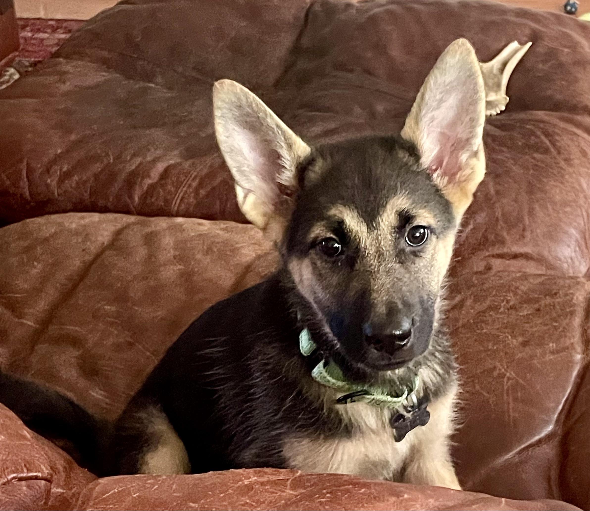 POPPY, a Adoptable mixed breed in Sunset Beach , CA image 2/4