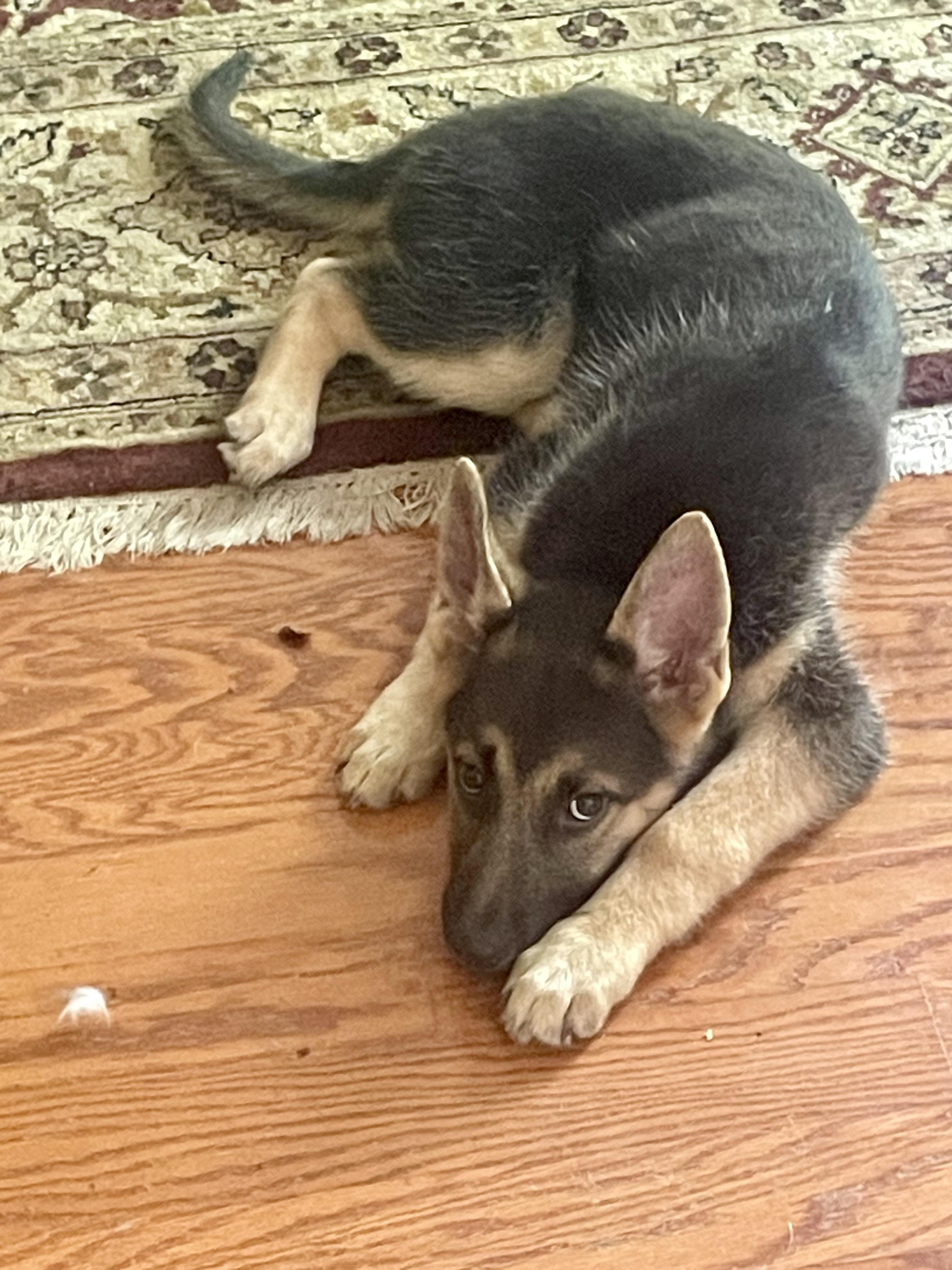 POPPY, a Adoptable mixed breed in Sunset Beach , CA image 4/4