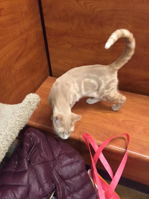 Pecan, a Adoptable mixed breed in Westfield, NJ image 1/3