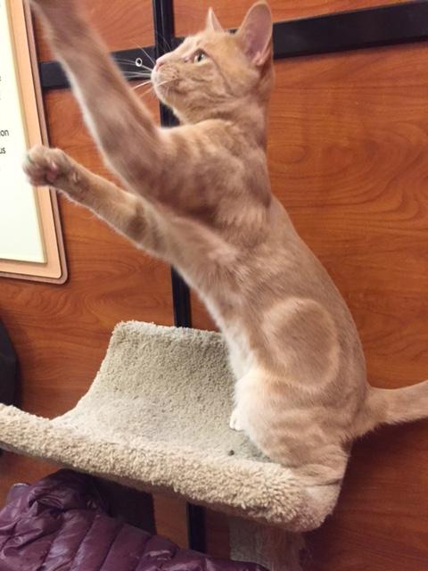 Pecan, a Adoptable mixed breed in Westfield, NJ image 2/3