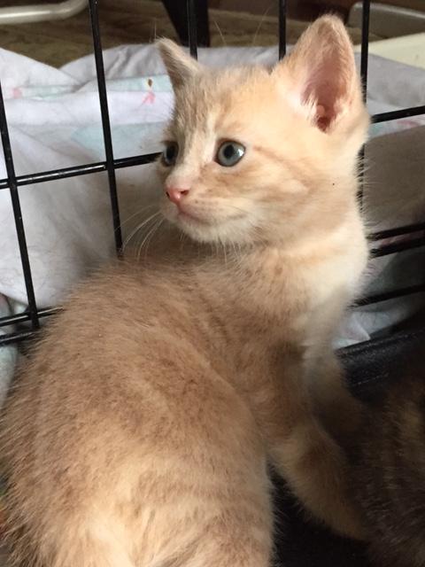 Pecan, a Adoptable mixed breed in Westfield, NJ image 3/3