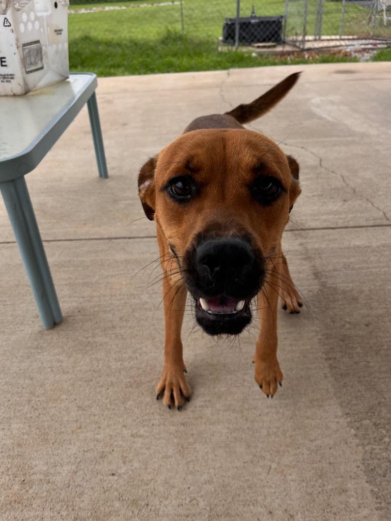 Enlarge Johnny, a Adoptable mixed breed in Hopkinsville, KY image 1/4