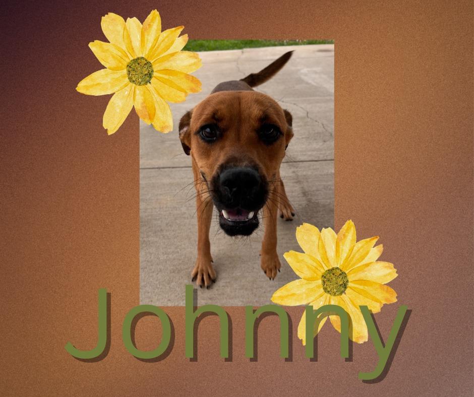 Enlarge Johnny, a Adoptable mixed breed in Hopkinsville, KY image 2/4