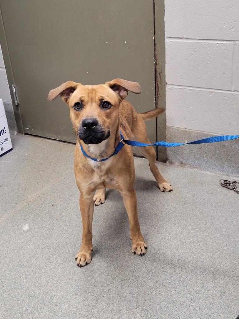 Johnny, a Adoptable mixed breed in Hopkinsville, KY image 2/4