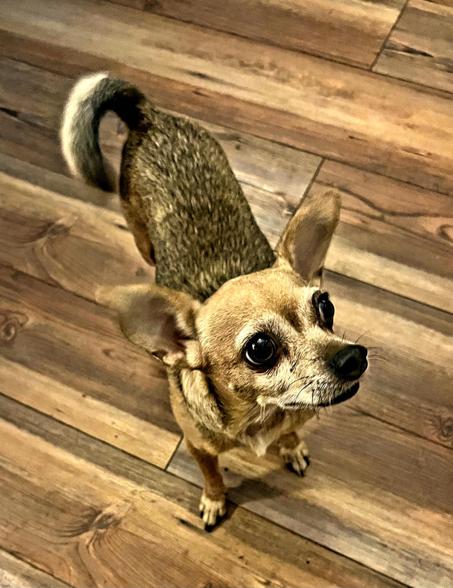 Emma, ADOPTABLE, Adult Female Chihuahua.