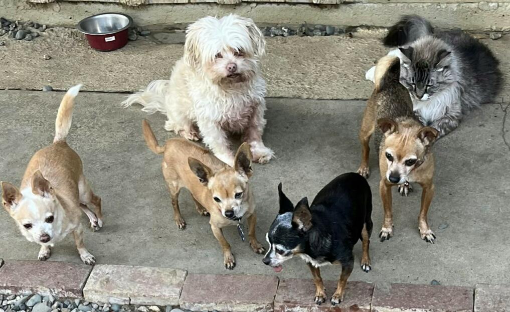 Emma, a ADOPTABLE Chihuahua in Colusa, CA image 2/5