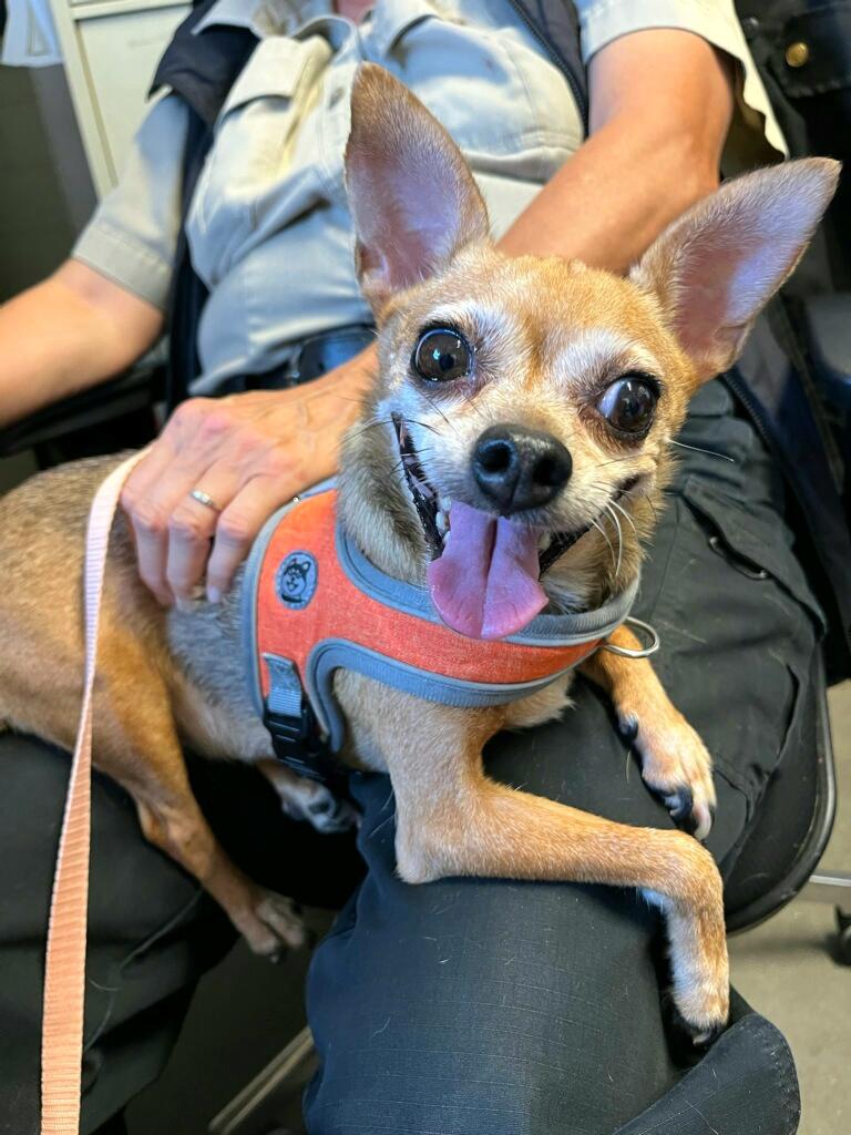 Emma, a ADOPTABLE Chihuahua in Colusa, CA image 3/5