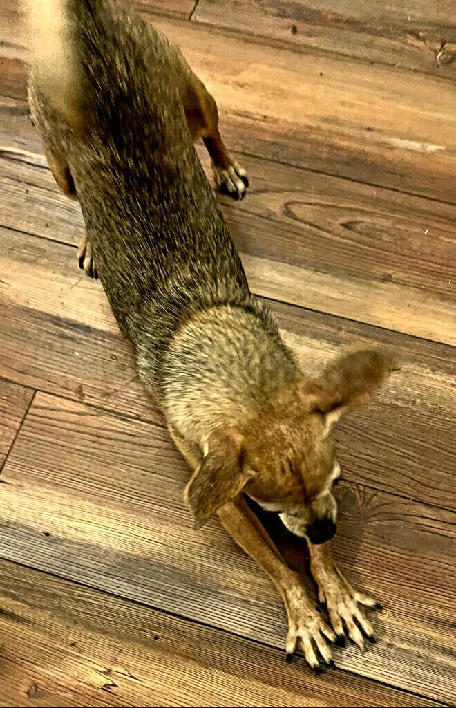 Emma, a ADOPTABLE Chihuahua in Colusa, CA image 4/5