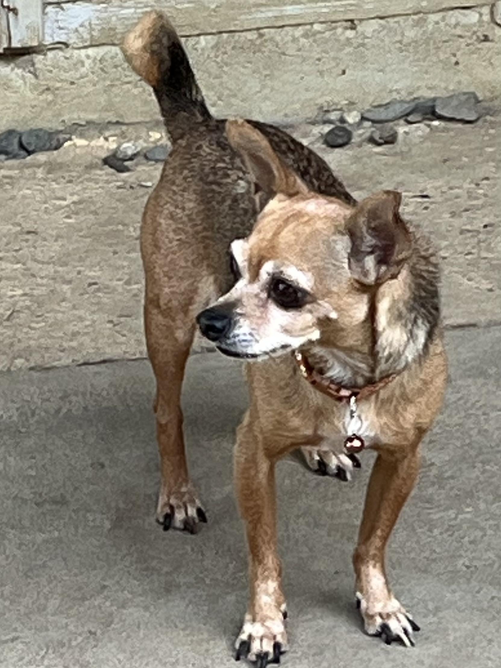 Emma, a ADOPTABLE Chihuahua in Colusa, CA image 5/5