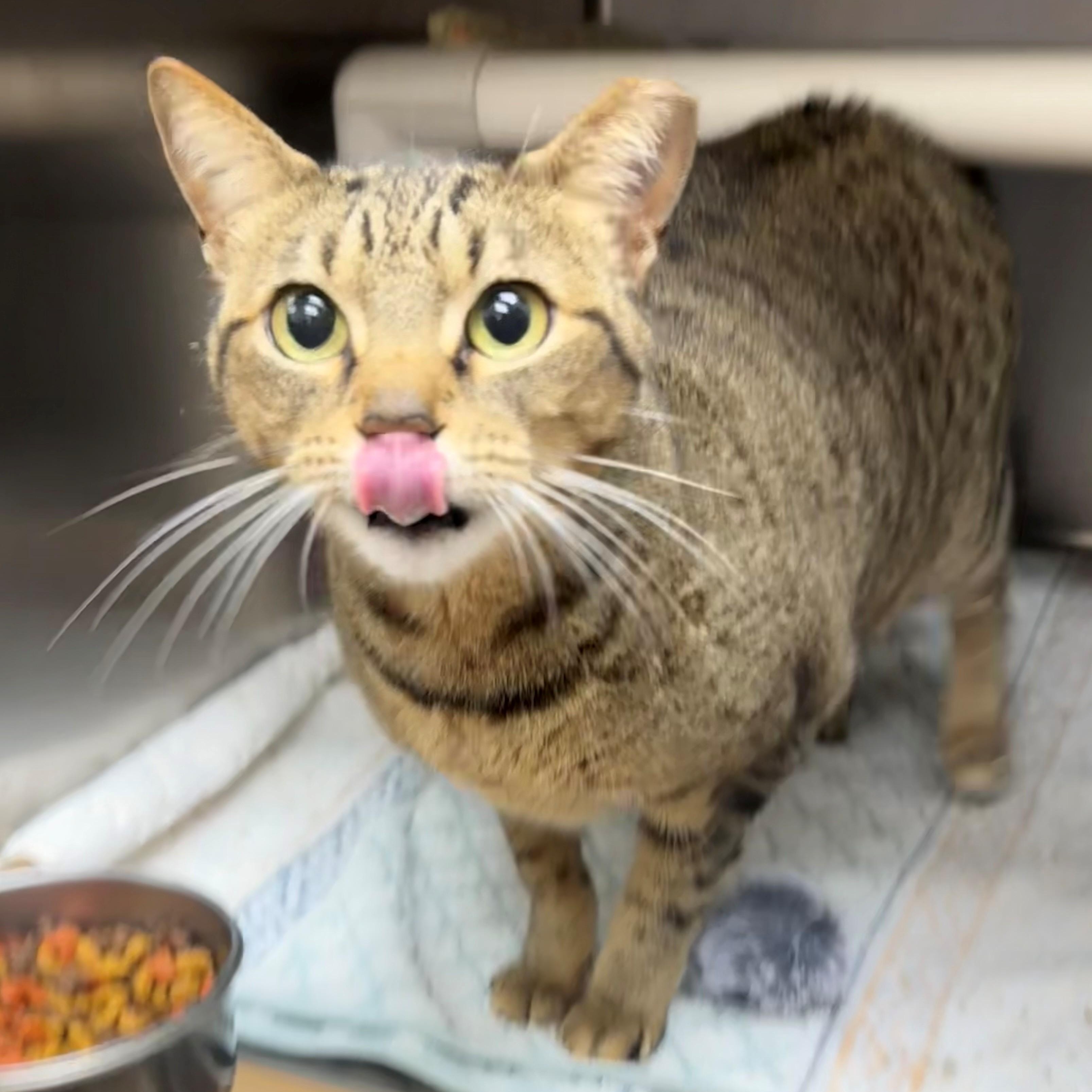 Poppie, ADOPTABLE, Adult Female Domestic Short Hair.