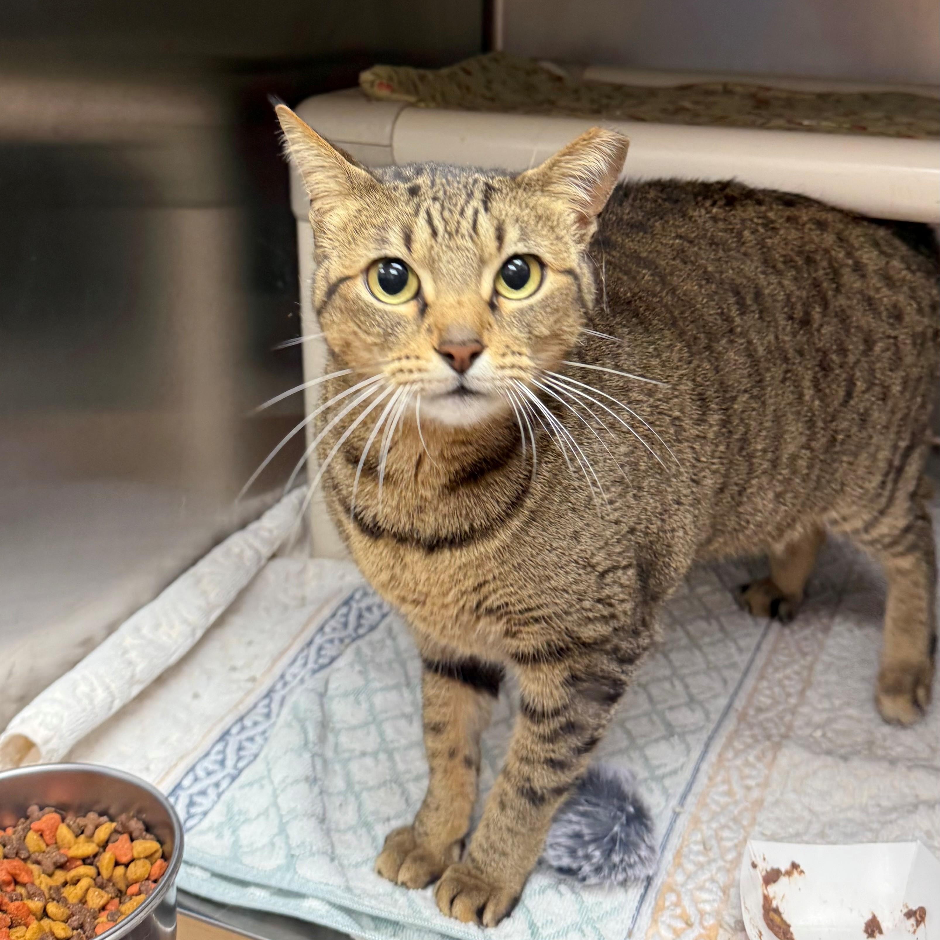 Enlarge Poppie, a ADOPTABLE Domestic Short Hair in St. Augustine, FL image 2/2