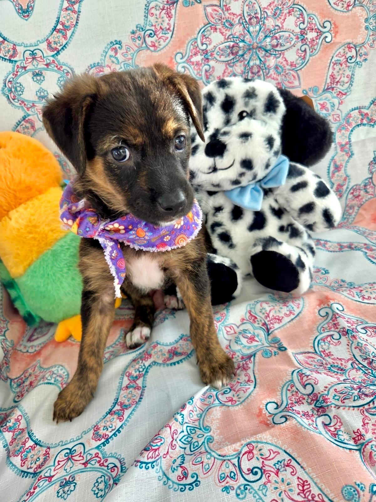 Enlarge Lila, a ADOPTABLE mixed breed in Hastings on The Hudson , NY image 2/2