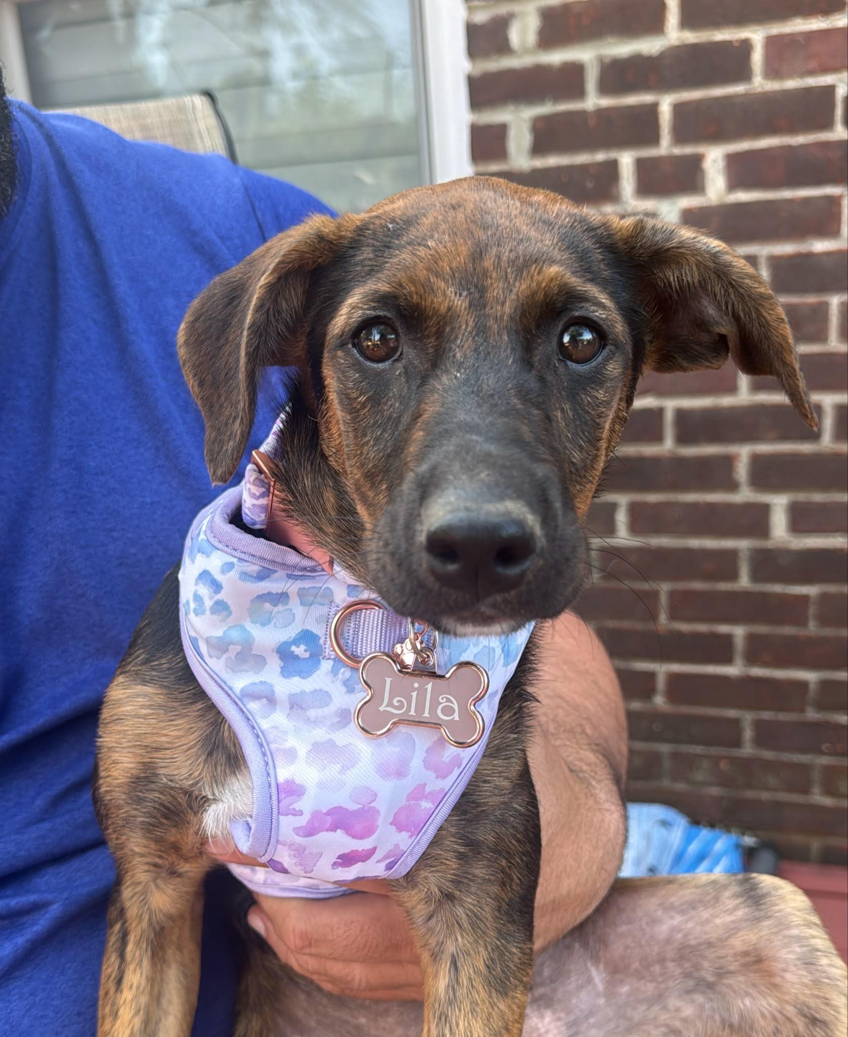 Lila, ADOPTABLE, Puppy Female Labrador Retriever.