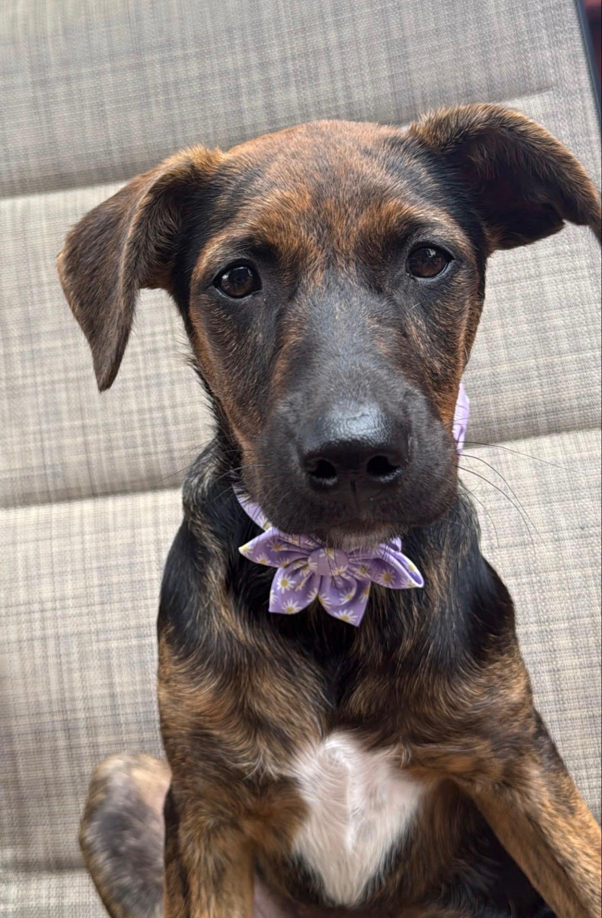 Lila, a ADOPTABLE mixed breed in Staten Island , NY image 2/6