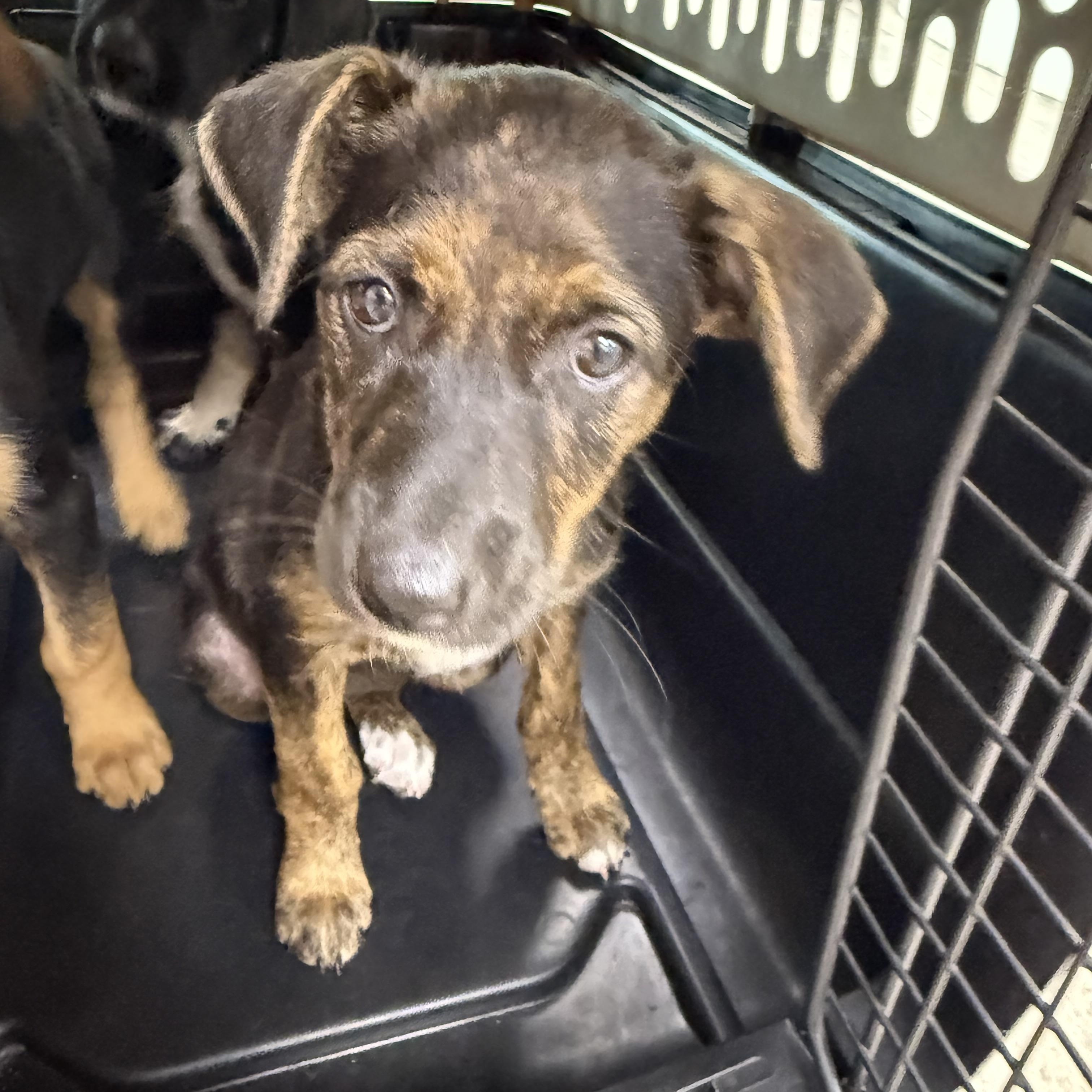 Lila, a ADOPTABLE mixed breed in Fairlawn , NJ image 4/4