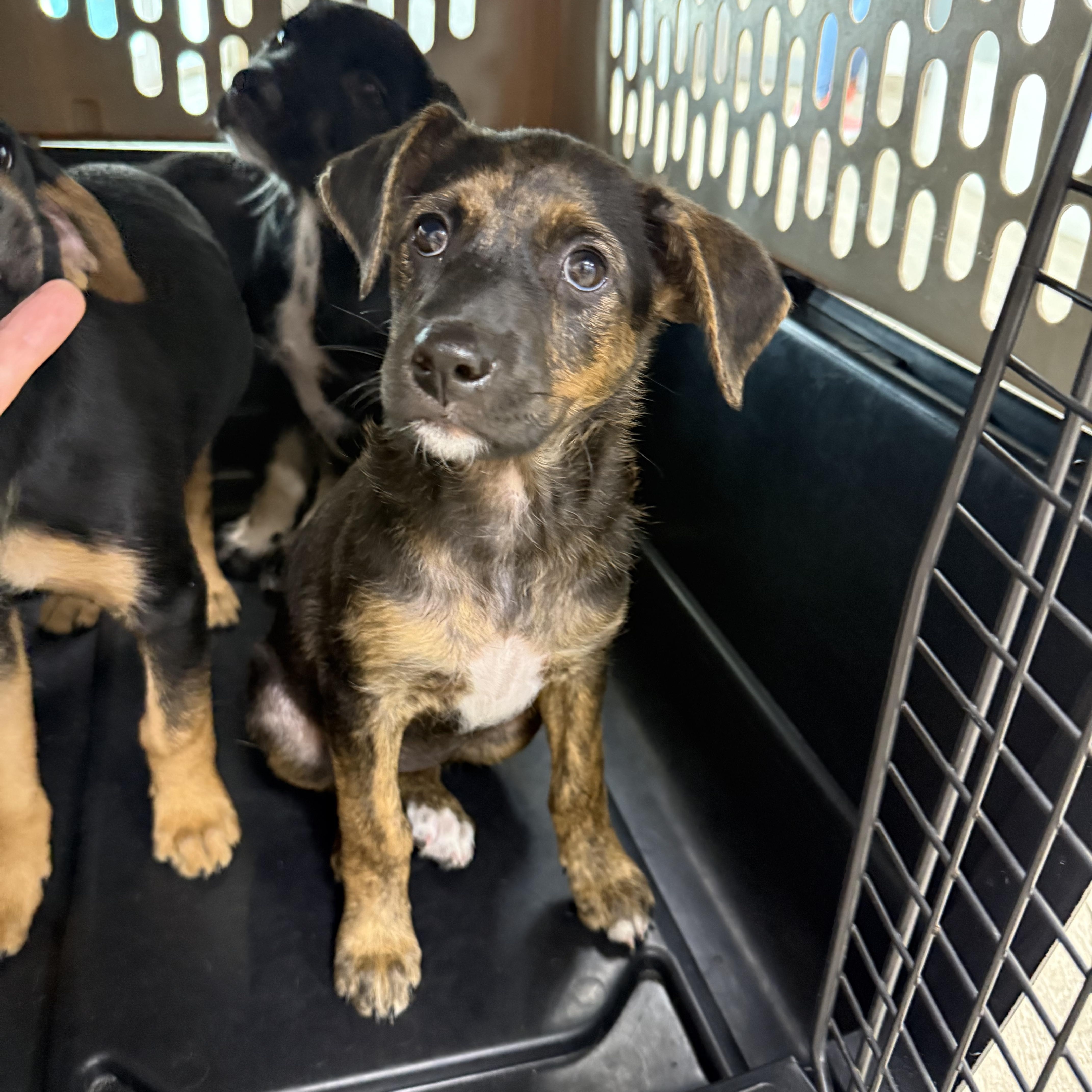 Lila, ADOPTABLE, Puppy Female Shepherd.