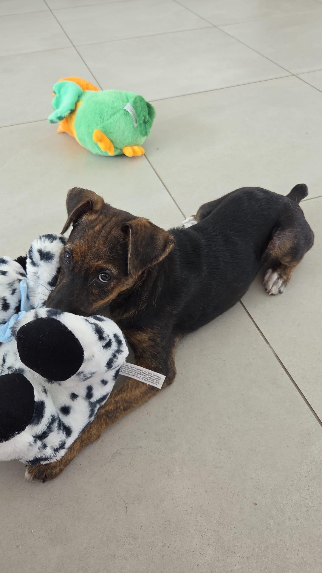 Lila, a ADOPTABLE mixed breed in Crosby, TX image 5/6