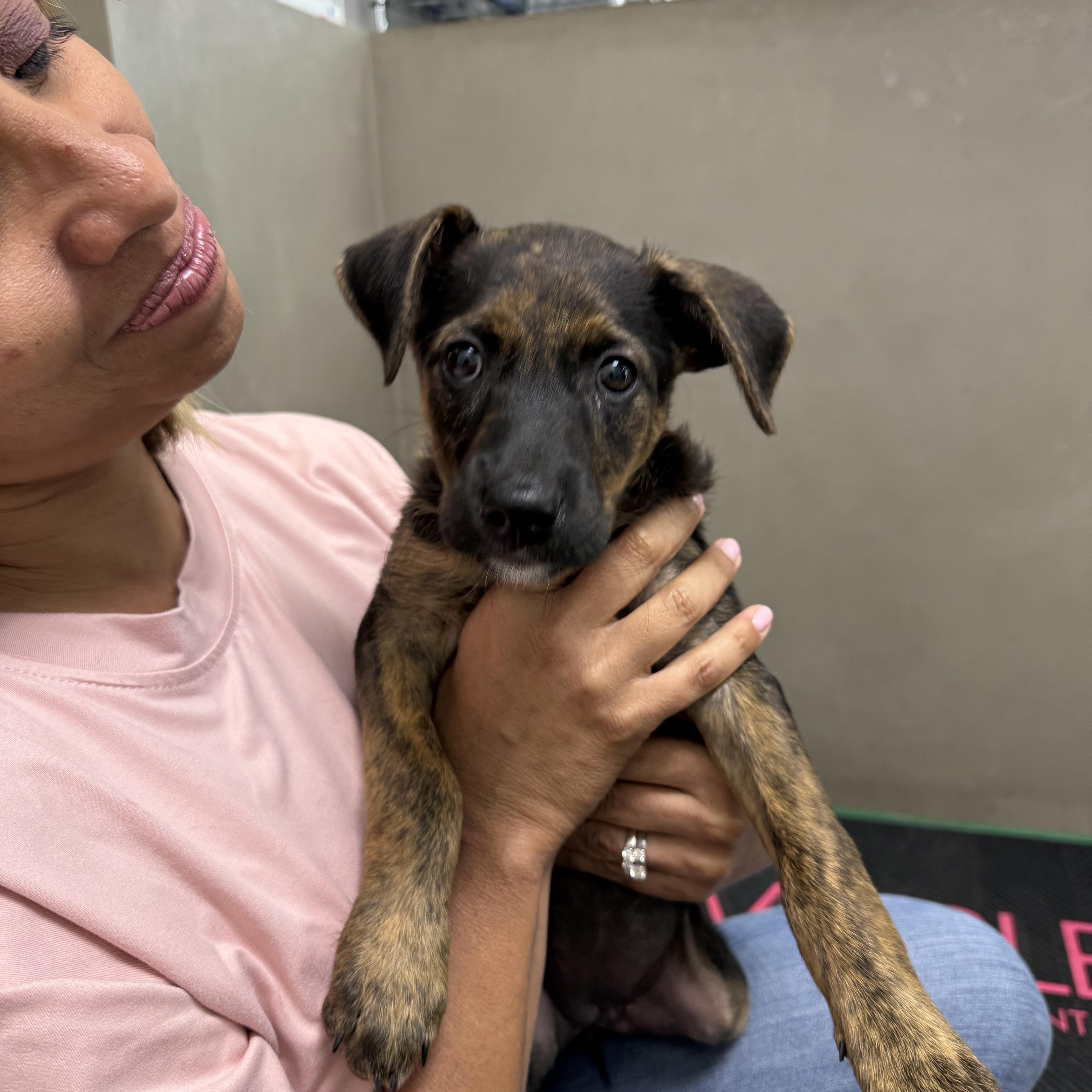 Lila, a ADOPTABLE mixed breed in Crosby, TX image 6/6