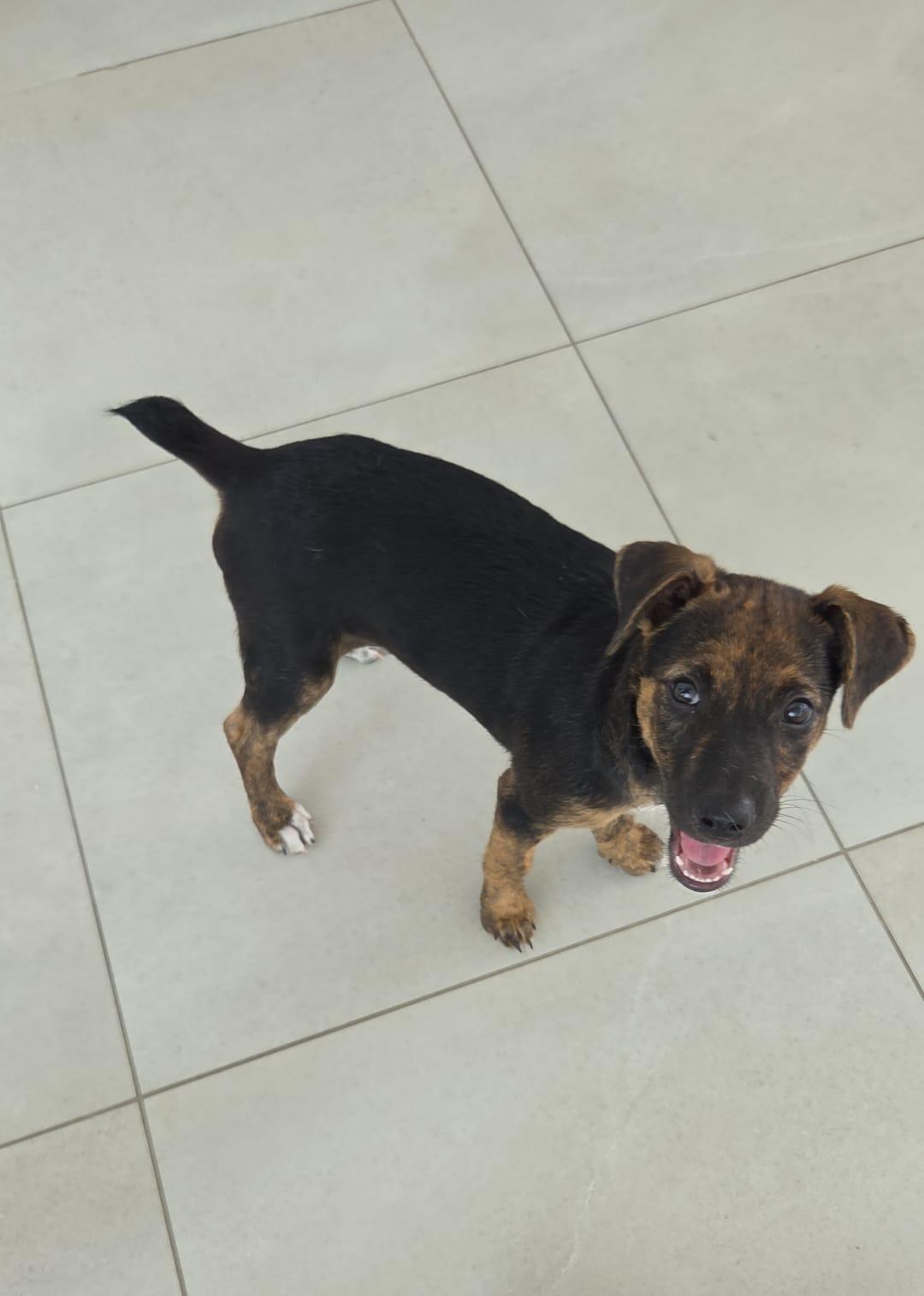 Lila, a ADOPTABLE mixed breed in Crosby, TX image 4/6
