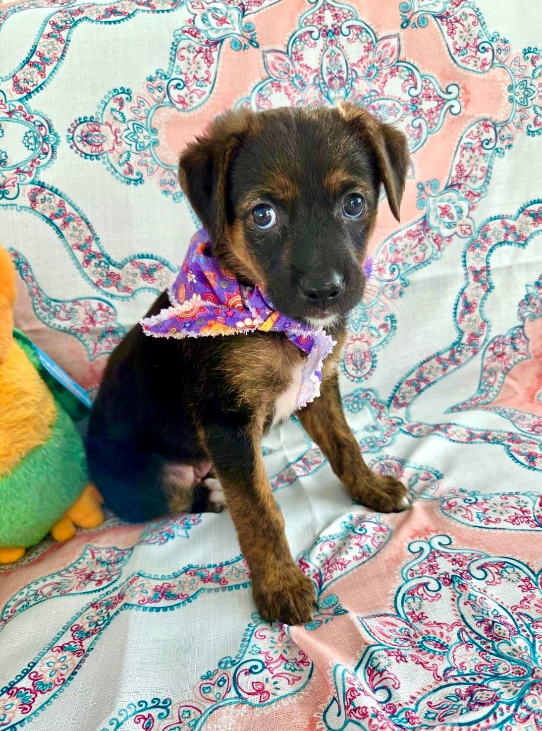 Lila, ADOPTABLE, Puppy Female Shepherd.