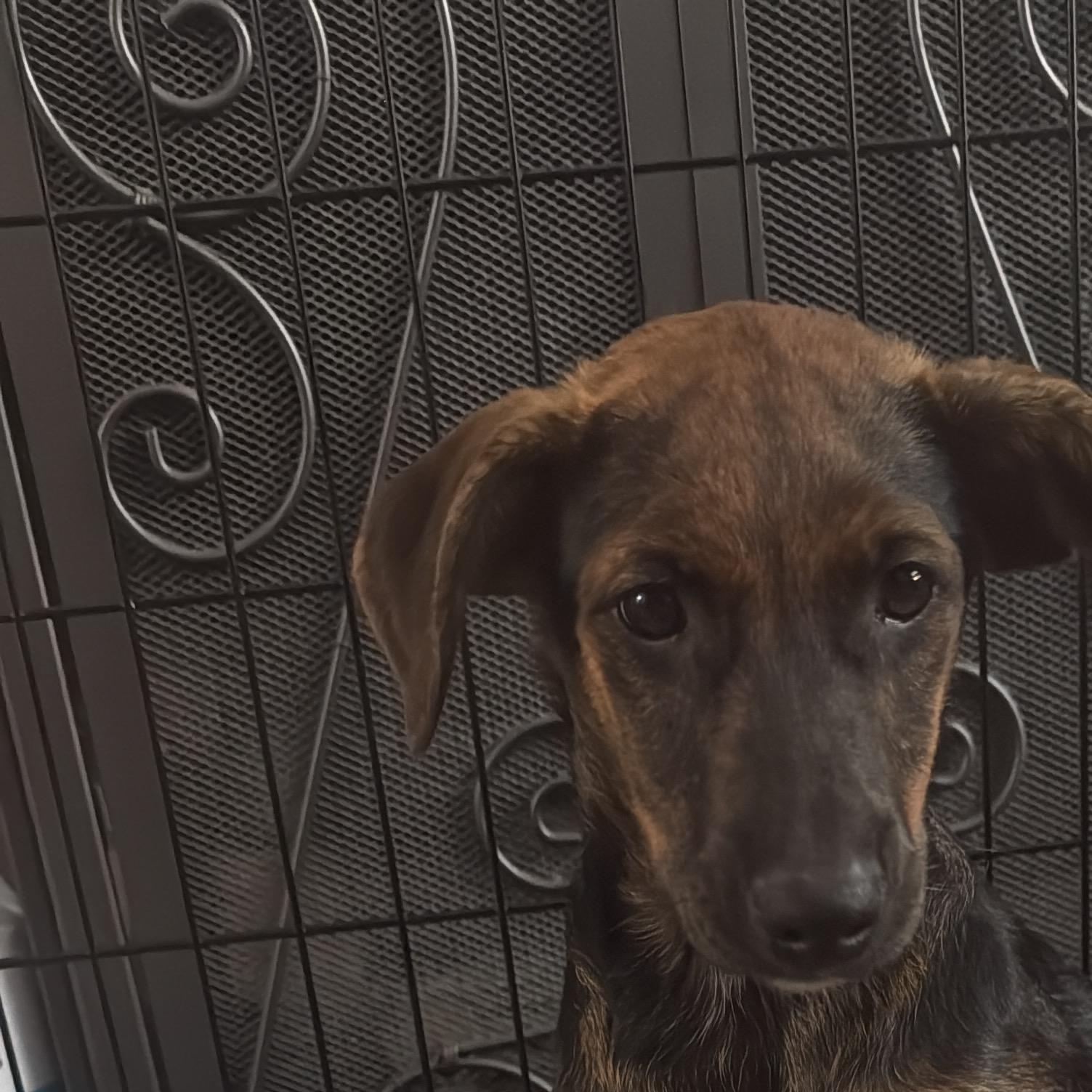 Lila, a ADOPTABLE mixed breed in Staten Island , NY image 6/6