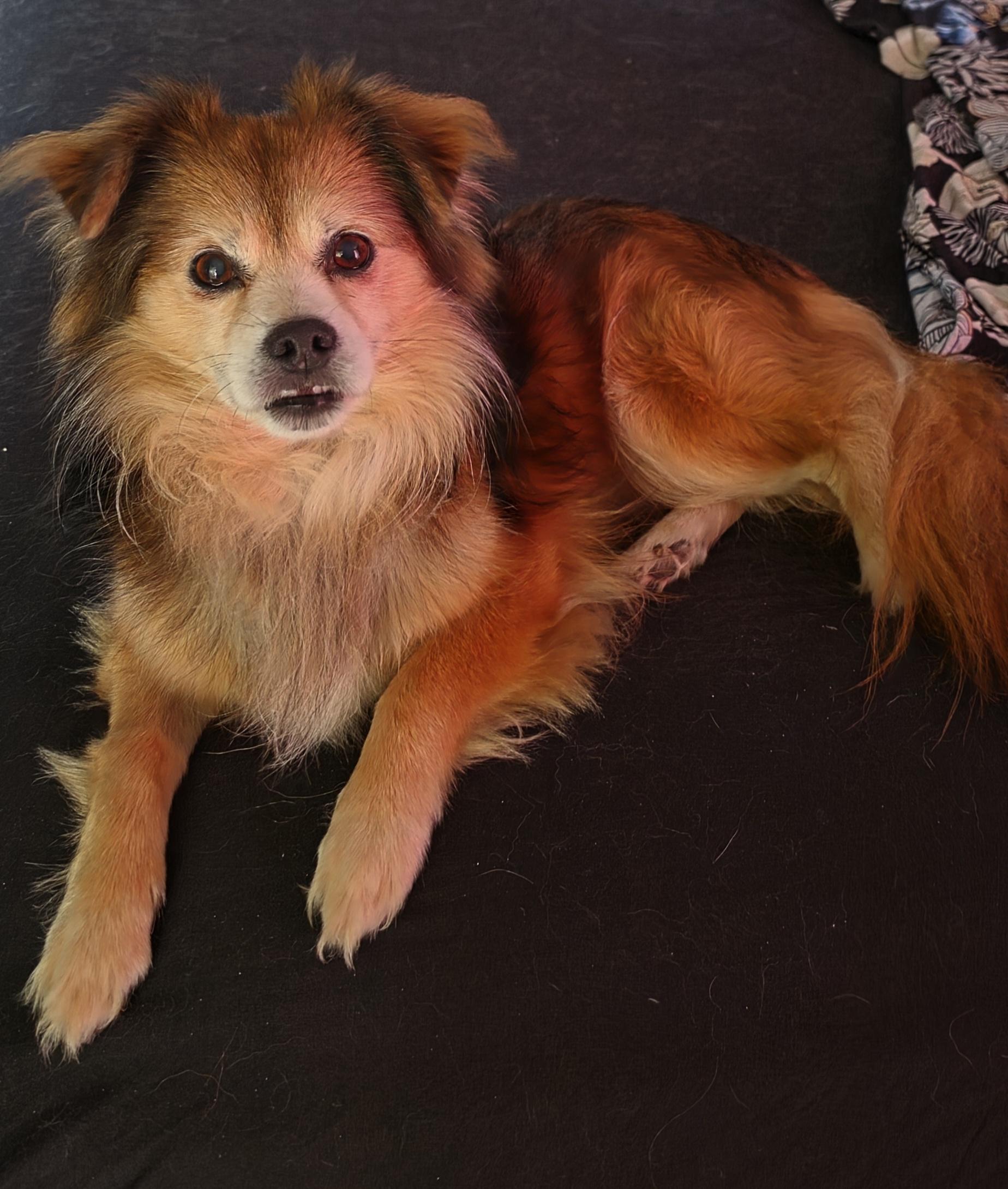 Brownie, ADOPTABLE, Senior Male Mixed Breed.