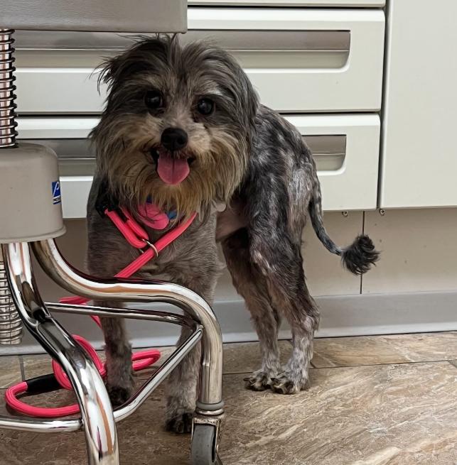 Georgie, Adoptable, Young Male Brussels Griffon.