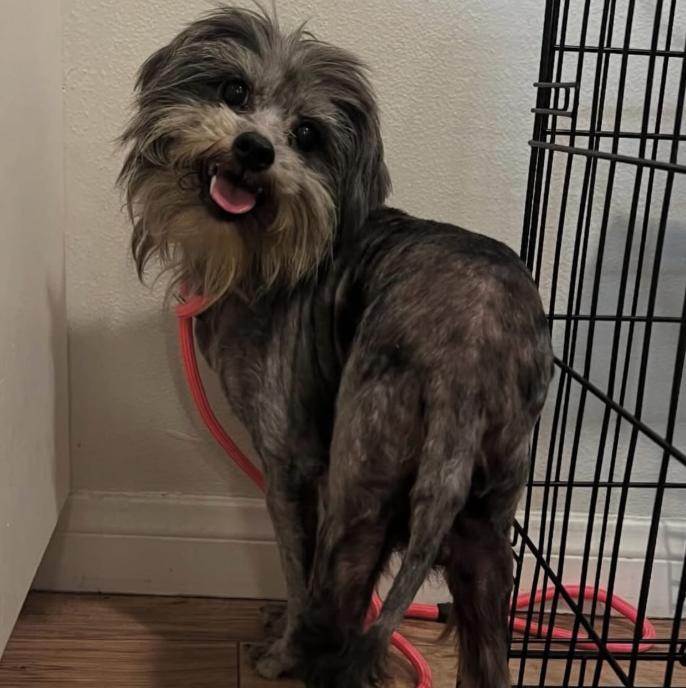 Enlarge Georgie, a Adoptable mixed breed in TEMECULA, CA image 3/4