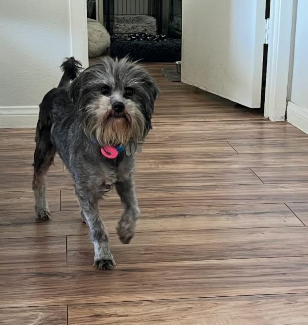 Enlarge Georgie, a Adoptable mixed breed in TEMECULA, CA image 4/4