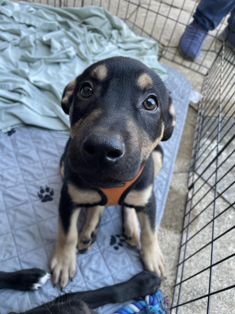 Pikachu, Adoptable, Puppy Female German Shepherd Dog & Labrador Retriever.