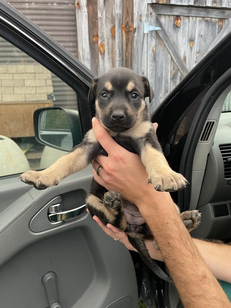 Pikachu, Adoptable, Puppy Female German Shepherd Dog & Labrador Retriever.