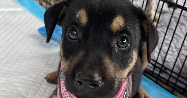 Pikachu, a Adoptable mixed breed in Newnan, GA image 2/5