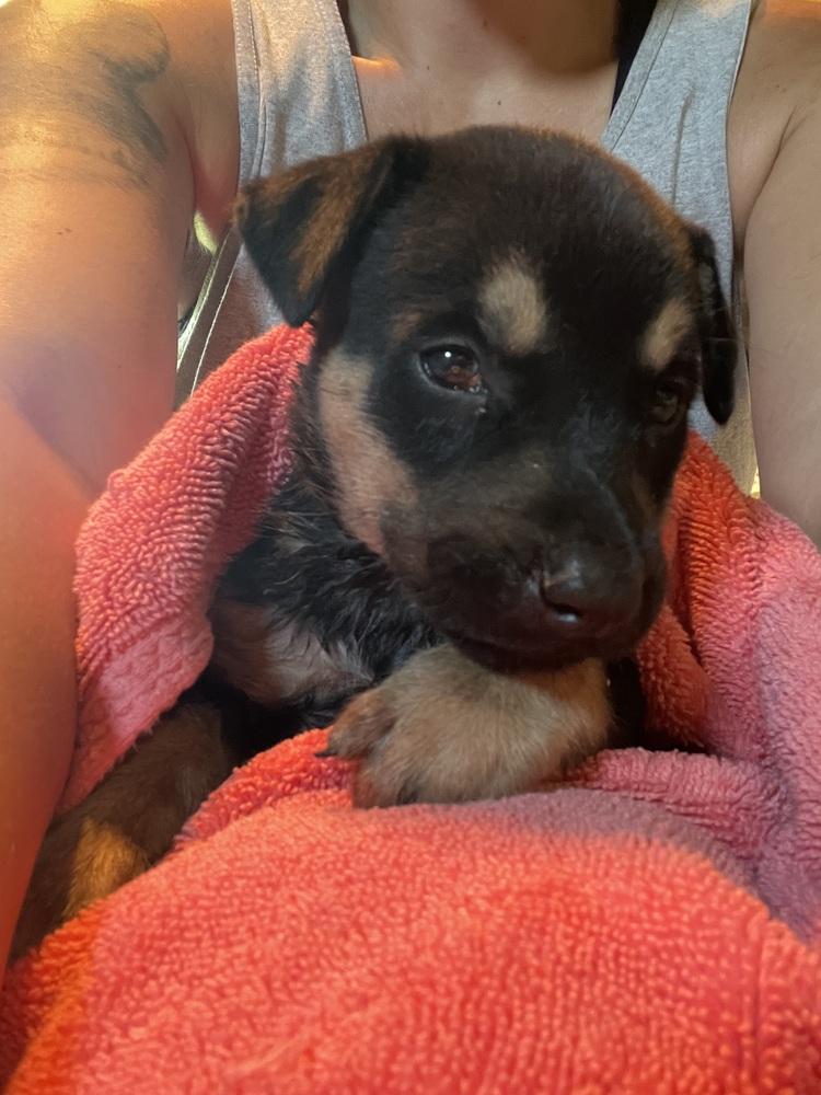 Pikachu, a Adoptable mixed breed in Newnan, GA image 3/5