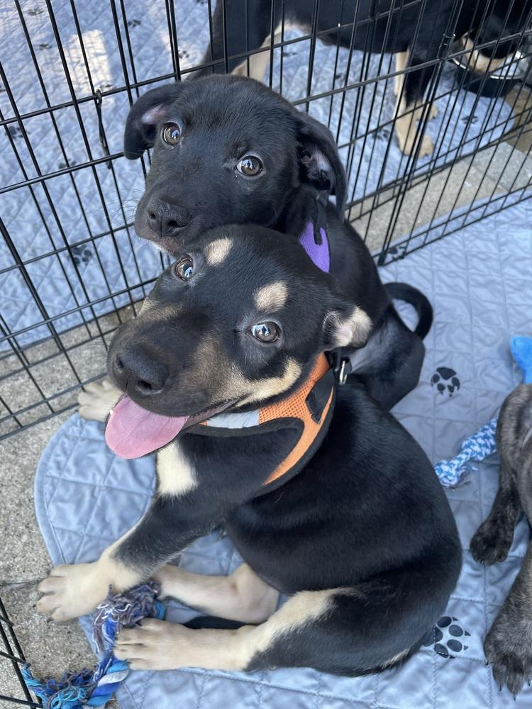 Enlarge Pikachu, a Adoptable mixed breed in Newnan, GA image 4/6