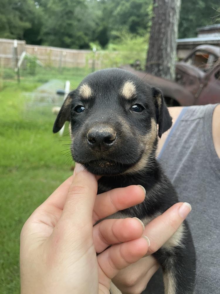 Pikachu, a Adoptable mixed breed in Newnan, GA image 5/5