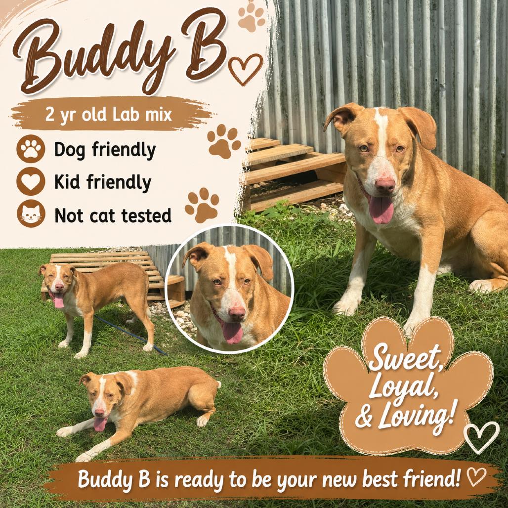 Buddy B, a Adoptable Labrador Retriever in Lincoln, NB image 1/2