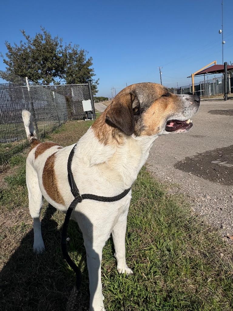 Enlarge Huber, a Adoptable Anatolian Shepherd in New Braunfels, TX image 1/6