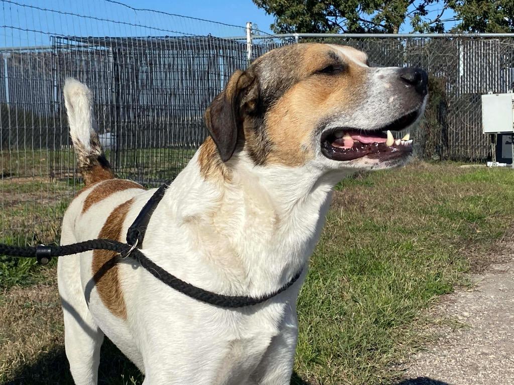 Enlarge Huber, a Adoptable Anatolian Shepherd in New Braunfels, TX image 2/6