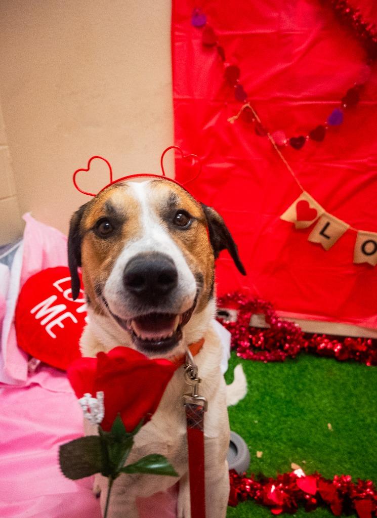 Enlarge Huber, a Adoptable Anatolian Shepherd in New Braunfels, TX image 3/6