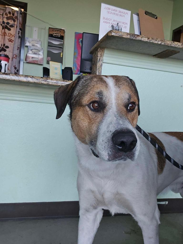 Enlarge Huber, a Adoptable Anatolian Shepherd in New Braunfels, TX image 4/6