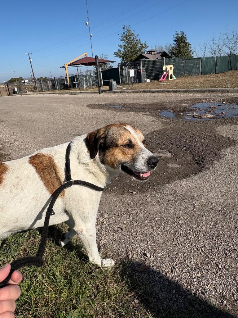 Enlarge Huber, a Adoptable Anatolian Shepherd in New Braunfels, TX image 5/6