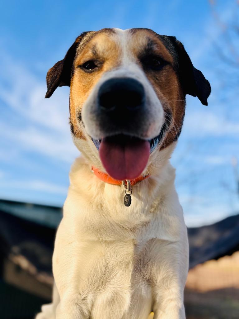 Enlarge Huber, a Adoptable Anatolian Shepherd in New Braunfels, TX image 6/6