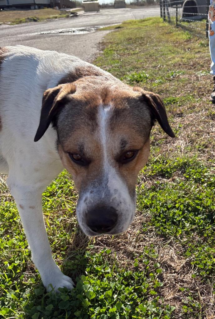Enlarge Huber, a Adoptable Anatolian Shepherd in New Braunfels, TX image 4/6