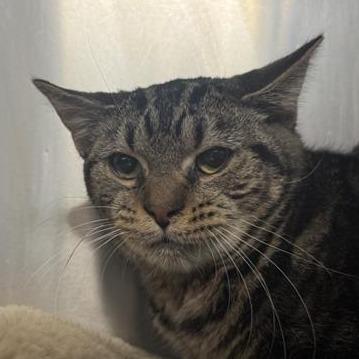 Enlarge Biggie Smalls, a Adoptable Domestic Short Hair in New York, NY image 1/1