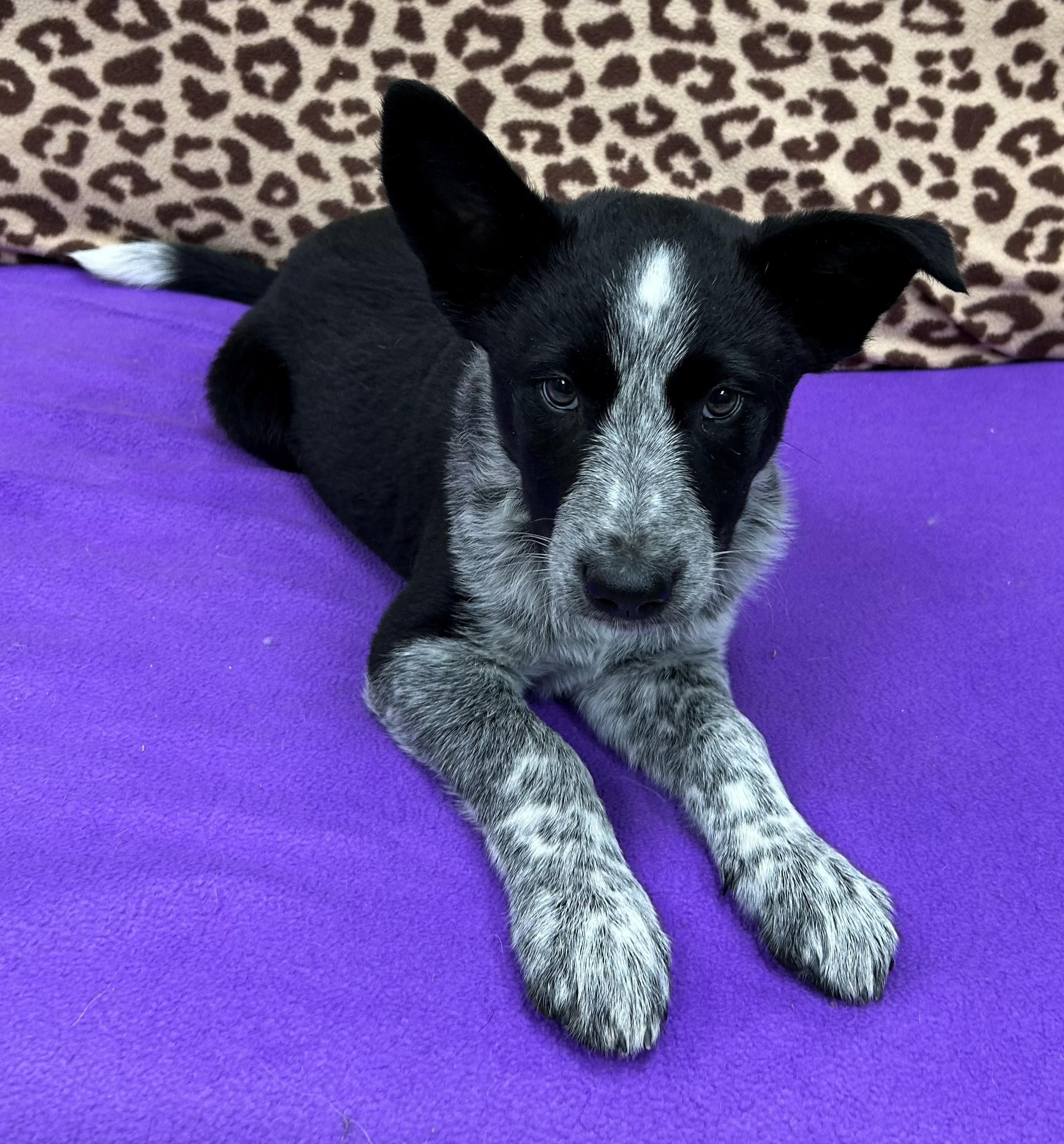 Enlarge Bob Barker, an adopted mixed breed in Neillsville, WI image 3/6