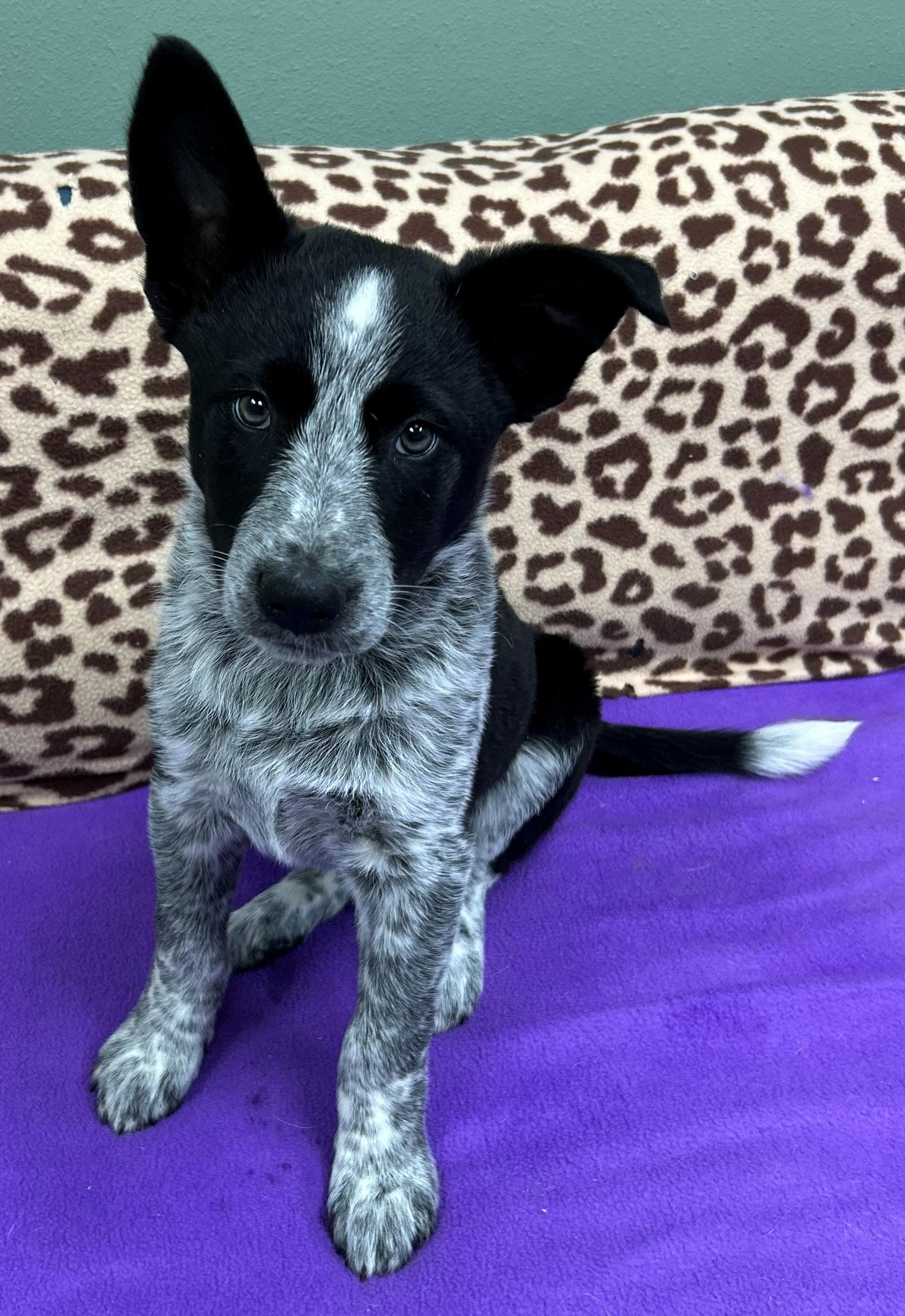Enlarge Bob Barker, an adopted mixed breed in Neillsville, WI image 2/6