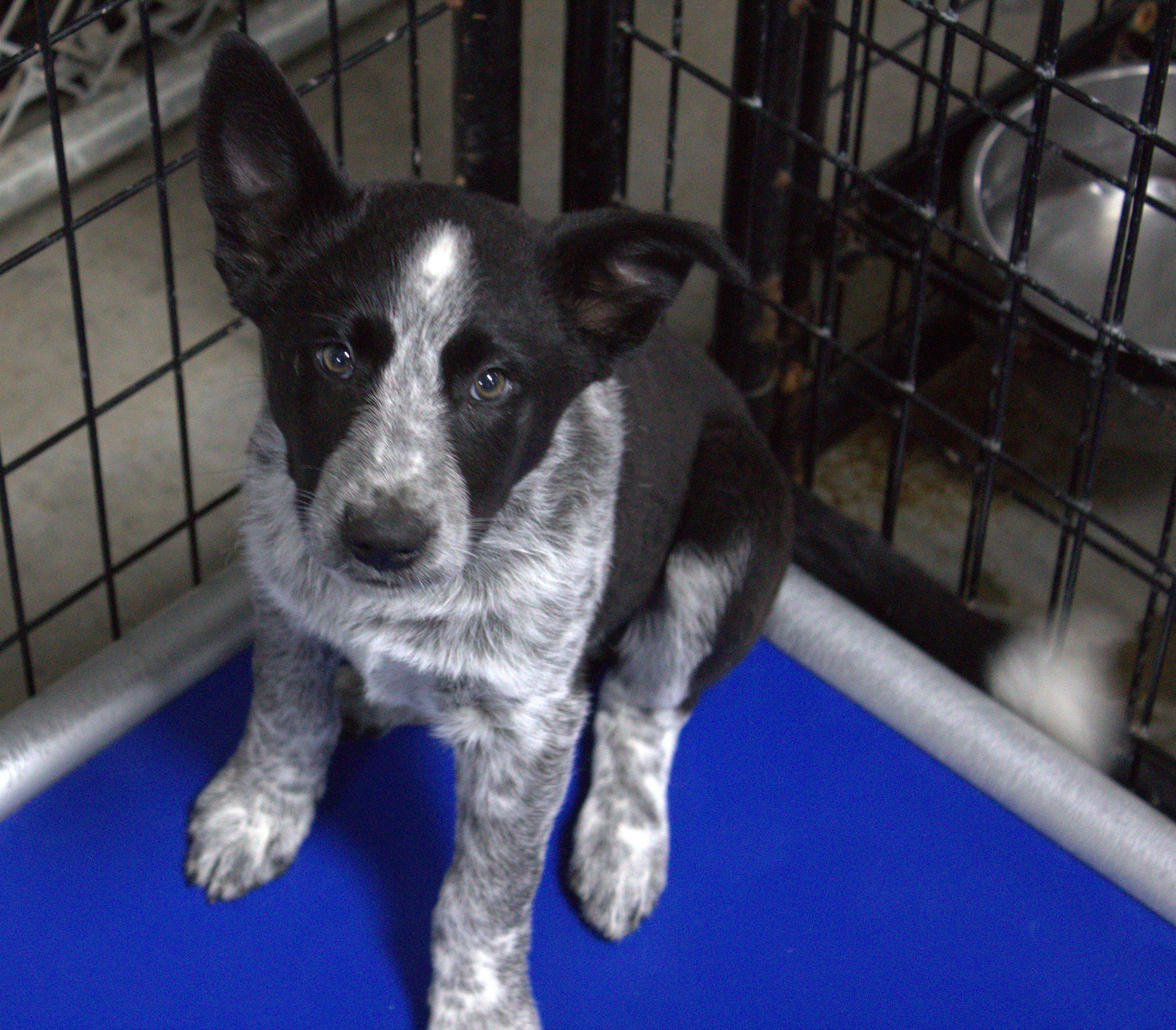 Bob Barker, adopted, Puppy Male Australian Cattle Dog / Blue Heeler & Border Collie.