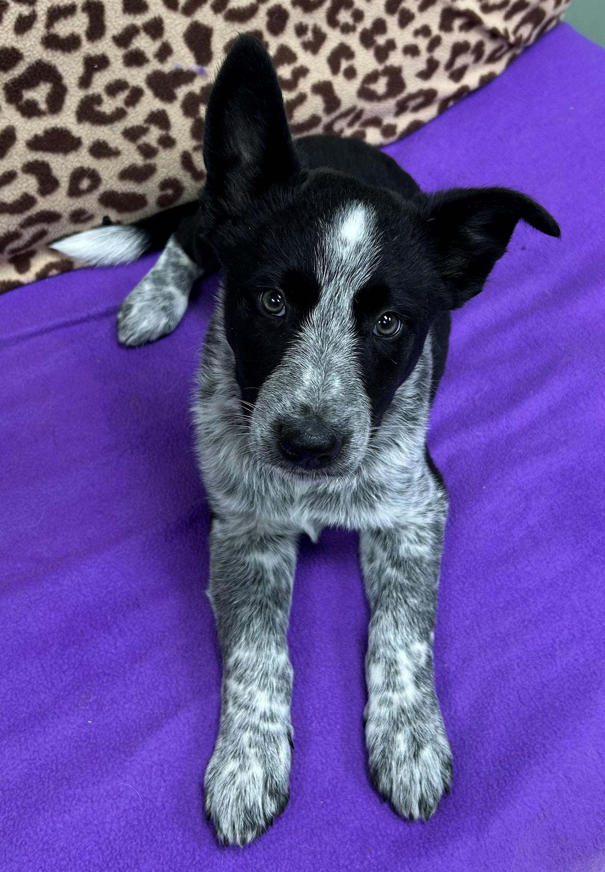 Enlarge Bob Barker, an adopted mixed breed in Neillsville, WI image 5/6