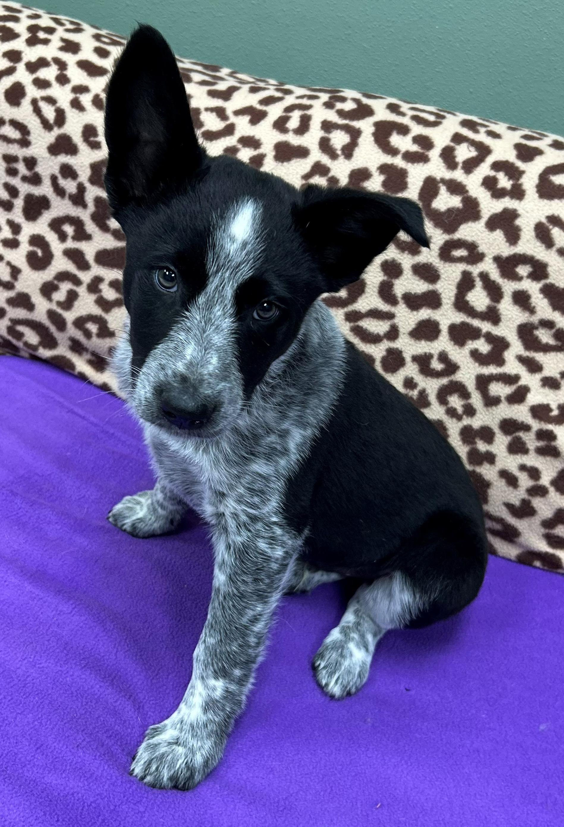 Enlarge Bob Barker, an adopted mixed breed in Neillsville, WI image 4/6