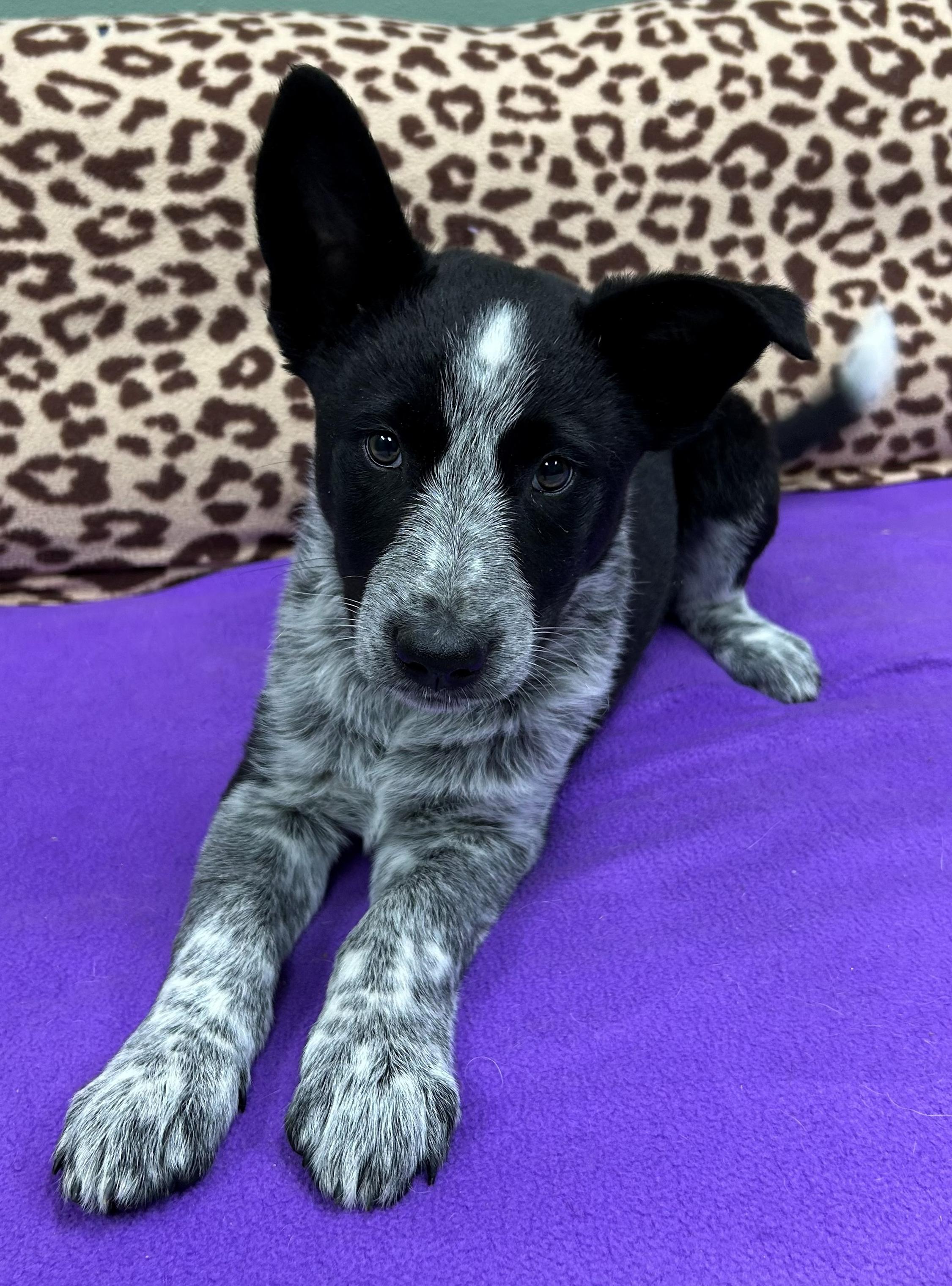 Enlarge Bob Barker, an adopted mixed breed in Neillsville, WI image 6/6